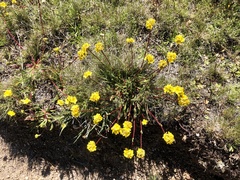 Ivesia lycopodioides