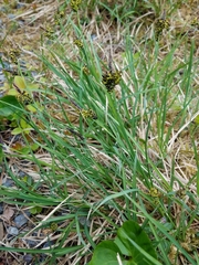 Carex stylosa
