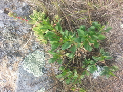 Solidago spathulata