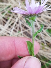 Erigeron peregrinus