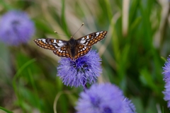 Euphydryas cynthia