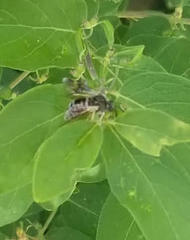 Abiinae