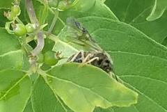 Abiinae