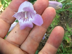 Penstemon grandiflorus