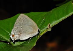Strephonota tephraeus