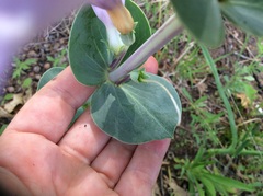 Penstemon grandiflorus