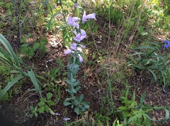 Penstemon grandiflorus