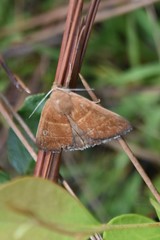 Argyrostrotis quadrifilaris