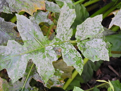 Neoerysiphe galeopsidis