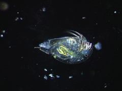 Acroperus harpae