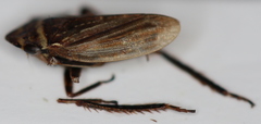 Aphrodes bicinctus