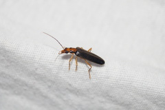 Nacerdes carniolica