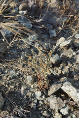 Dudleya abramsii bettinae