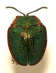 Desmonota variolosa