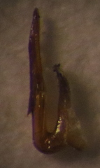 Aphrodes bicinctus