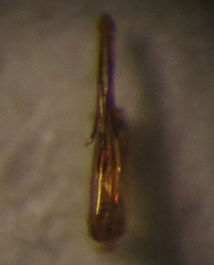 Aphrodes bicinctus