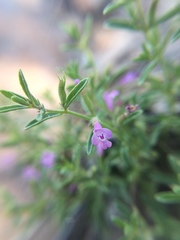 Hedeoma drummondii