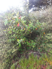 Cotoneaster franchetii