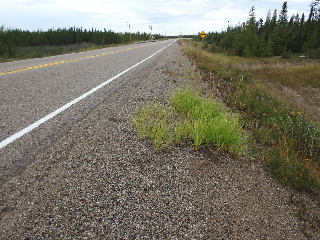 Narrowleaf Lyme Grass