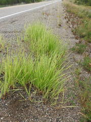 Leymus angustus