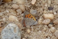 Lycaena phlaeas hypophlaeas