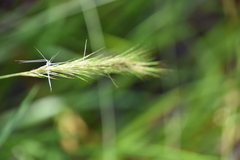 Aristida spiciformis