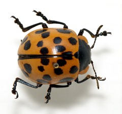 Doryphora