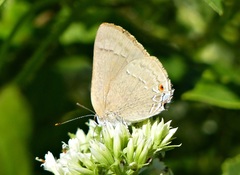 Allosmaitia strophius