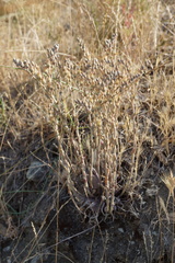 Dudleya abramsii bettinae
