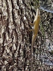 Anolis carolinensis
