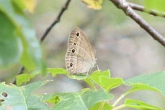 Megisto cymela cymela