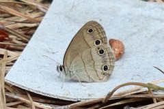 Megisto cymela cymela