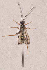 Acaenitinae