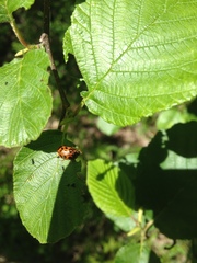 Chrysomela interrupta