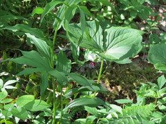Trillium rugelii