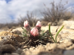Townsendia hookeri