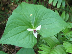 Trillium rugelii