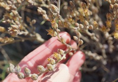 Dudleya abramsii bettinae