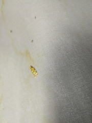 Sparganothis pilleriana
