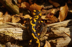 Salamandra salamandra