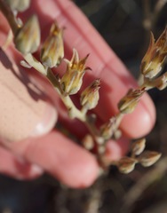 Dudleya abramsii bettinae