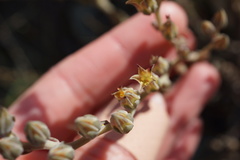 Dudleya abramsii bettinae
