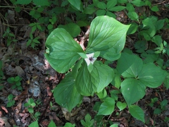 Trillium rugelii