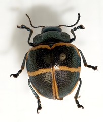 Doryphora