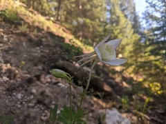 Aquilegia coerulea