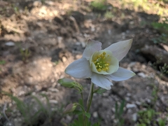 Aquilegia coerulea