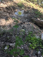 Aquilegia coerulea