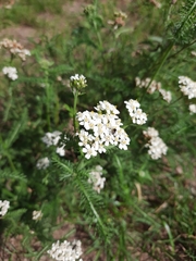 Achillea millefolium