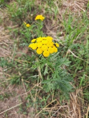 Tanacetum vulgare