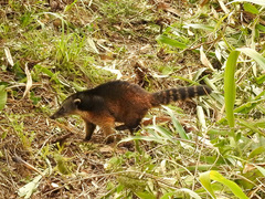 Nasua olivacea